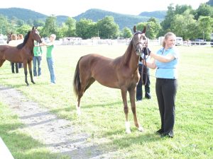 vtmorganhorse