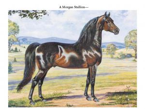 vtmorganhorse