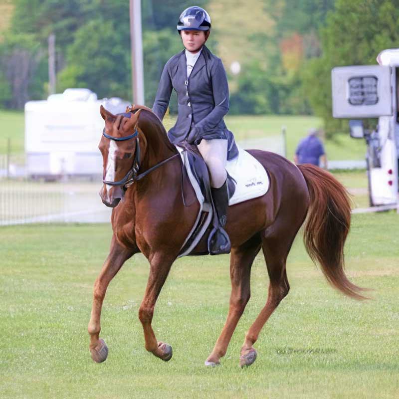 VMHA Member Spotlight Joanne Doucette VT MORGAN HORSE ASSOCIATION VMHA Member Spotlight Joanne Doucette VT MORGAN HORSE ASSOCIATION